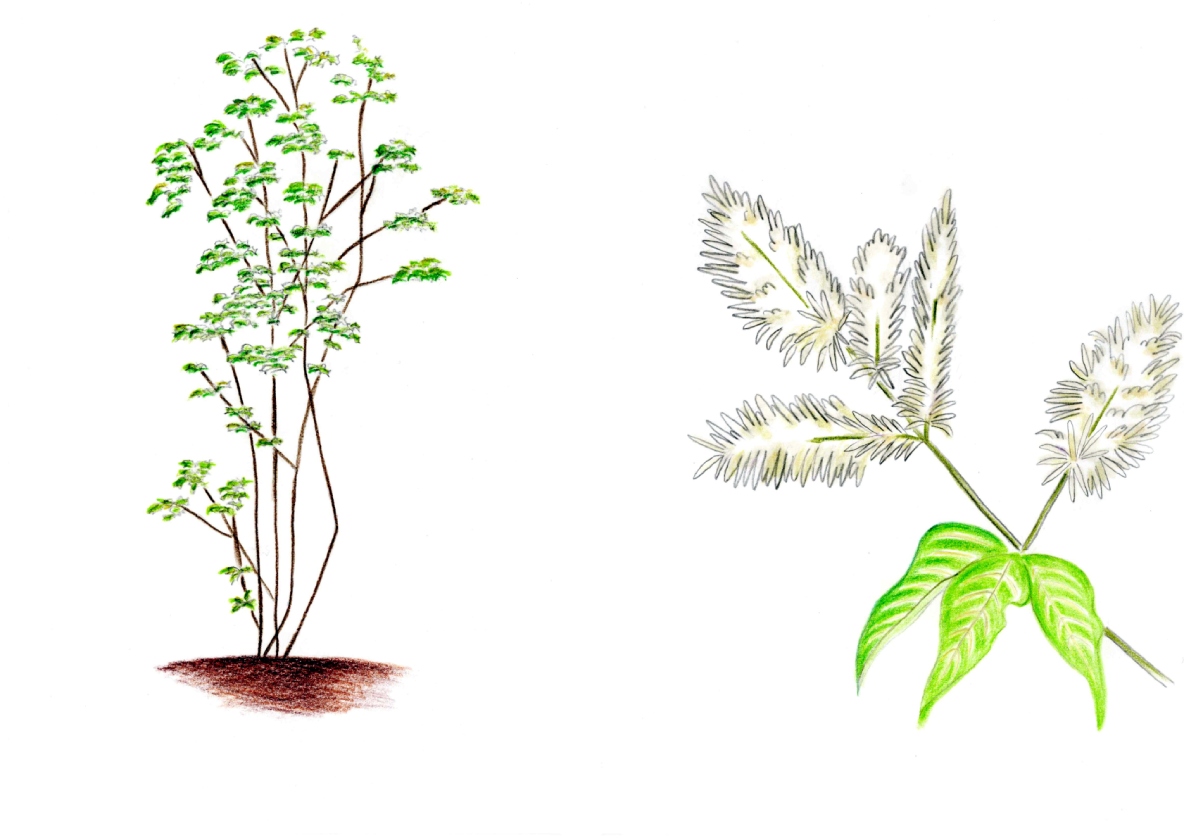 落葉樹編 庭木 シンボルツリーおすすめ樹木