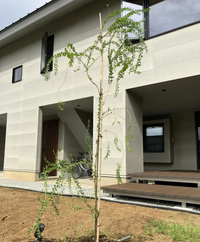 勉強になりました！お客様要望の植木で、三角葉アカシアを植え込みました。恥ずかしながら初めて見たのですが、ユーカリの様な細めのか弱さはありますが、しなやかな枝ぶりで樹形・葉付きも好みでした。株立ちが当たり前みたいになっていますがお庭の広さが許されるならば一本立ちも良いですね🪴 #新築外構 #平塚外構 #秦野外構 #伊勢原外構 #小田原外構